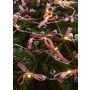 Markslojd ROSETT 702943 Svetelný reťaz 20x0.8W/LED 2700K IP20